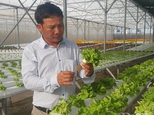 Nam Định: Bỏ phố về quê trồng rau công nghệ cao lãi hơn 1 tỷ/năm.