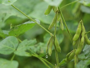 Việt Nam có vùng trồng đậu nành dược liệu đủ điều kiện xuất khẩu sang Châu Âu, Mỹ