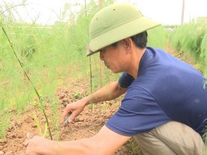 Phú Thọ: Trồng 2 sào “rau Hoàng Đế” thu về tiền triệu mỗi ngày