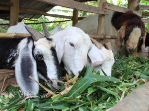 Giá thịt dê hơi tăng cao, thương lái tranh nhau mua xuất Trung Quốc