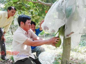 Trồng mít Thái, lùng sục mua trái, báo giá, nhảy giá như giá vàng