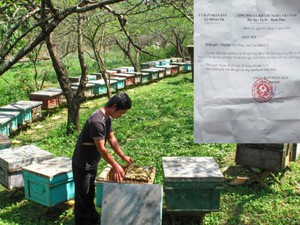 &quot;Cưỡng chế&quot; đàn ong ở Phú Thọ: Có liên quan đến lợi ích kinh tế?