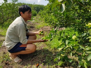 Tây Ninh: Cùng nhau trồng chanh tứ quý, lúc đắt bán tới 40 ngàn/ký