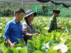 Lâm Đồng: Thay cà phê bằng loài hoa này, cứ 1 sào &quot;bỏ túi&quot; 100 triệu
