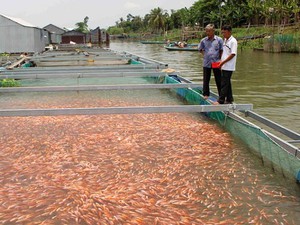 Miền Tây: Cá chợ lên ngôi, bán sang cả Campuchia rất hút hàng