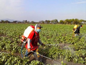 Hậu loại bỏ thuốc trừ cỏ chứa glyphosate: Thuốc gì thay thế?