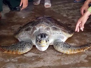 Cà Mau: Liên tiếp thả rùa biển quý hiếm về đại dương