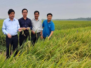 Thứ trưởng Bộ NN&PTNT Lê Quốc Doanh thăm mô hình liên kết sản xuất giống lúa BC15 tại Quảng Nam