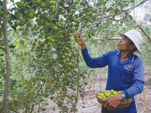 An Giang: Những cây táo thấp tè mà trái từ gốc tới ngọn