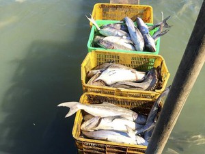 10.000 con cá bớp lăn ra chết ở Long Sơn, ruột đau như xát muối