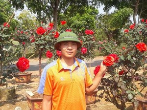Vườn hồng cổ Trung Quốc bạc tỷ đẹp như mơ độc nhất vô nhị ở Lai Châu
