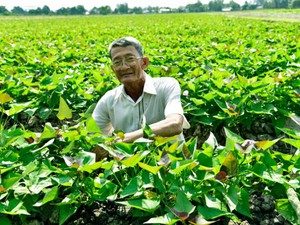 Kiên Giang: Năm nào cũng "đào" được 300 triệu từ khoai lang Bông Súng