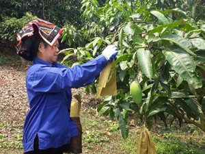 Sơn La: “Mặc đồng phục” cho xoài, dân Yên Châu bỏ 1 thu 10