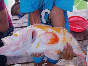 Cá lạ màu vàng loang lổ đẹp mê hồn chưa từng ghi nhận ở Việt Nam