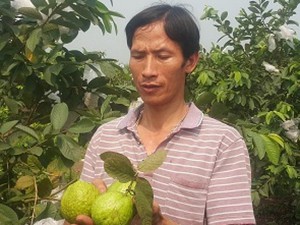 Ninh Bình: Dùng phế phẩm ủ nấm bón cho ổi, lãi 20 triệu mỗi tháng