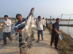 Bình Thuận: Nuôi thành công loài cá chim vây vàng đặc sản ở ao đất