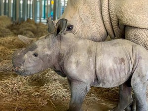 Vinpearl Safari Phú Quốc – 17 ngày đón 2 cá thể tê giác quý chào đời