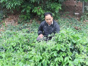 Bắc Giang: Có loài sâm quý được ví như sâm "tiên", giá 2 triệu/kg