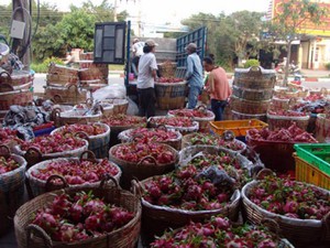 Xây kho bãi thanh long tự phát ở Long An: Chính quyền khó quản