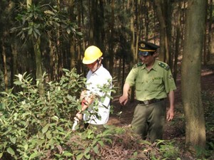 Thành lập Văn phòng Chứng chỉ rừng, ít nhất 2 triệu ha rừng có chứng chỉ