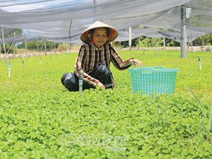 Một thị trấn ở Cà Mau mang tên 1 dòng sông, sông lại mang tên chiến tướng thủy binh nhà Nguyễn - Ảnh 4.