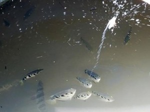 Kỳ lạ loài cá phun nước săn mồi 