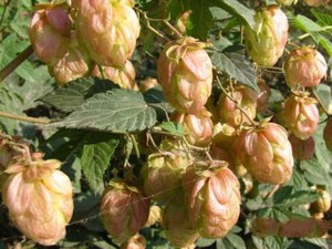Loài hoa không thể thiếu khi sản xuất bia được bán với giá gần 500.000đ/kg