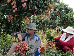 Đưa vải thiều sang Trung Quốc: An tâm khi có mã số vùng trồng