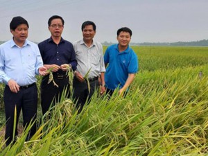 ThaiBinh Seed miền Trung-Tây Nguyên: Tiên phong đưa giống mới vào sản xuất