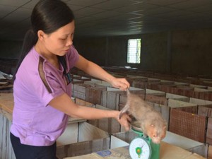 Quảng Nam: Đảm đang nuôi loài chuột ăn tre nứa, bán 1,2 triệu/cặp