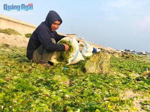 Độc chiêu ở Lý Sơn: "Biến" của nợ từ biển thành phân bón cực tốt