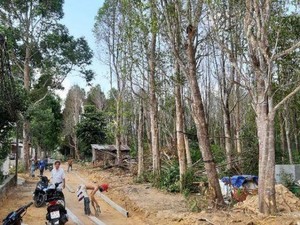 Kiên Giang: Khám phá vườn cây cho báu vật trầm hương ở Phú Quốc
