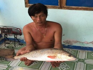 Khánh Hòa: Đi biển, bất ngờ bắt được cá lạ nghi sủ vàng 3kg cực hiếm