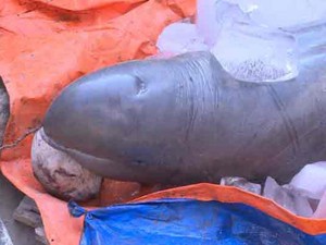 Bến Tre: Dân bắt được cá lạ nặng 150kg trên sông Cổ Chiên