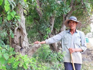 Quảng Bình: Ly kỳ dưới rừng "báu vật" lộc vừng dáng lạ hơn 400 tuổi
