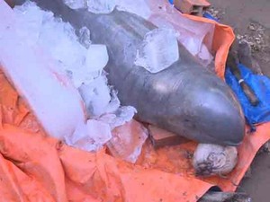 Cá lạ khổng lồ bắt được ở Bến Tre: Yêu cầu giữ nguyên hiện trạng