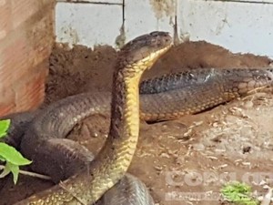 NÓNG: Cặp rắn hổ mây khổng lồ ở An Giang đang ốm đi từng ngày?
