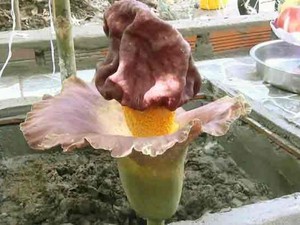 Kiên Giang: Người dân lập bàn thờ, thắp hương cho 1 bông hoa "thần"
