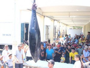 Phú Yên: Ngư dân câu được cá ngừ vây xanh to bất thường, nặng 367kg