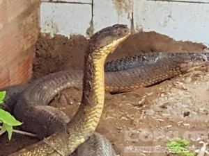 Chuyện ly kỳ về loài rắn khổng lồ ở núi Cấm tỉnh An Giang