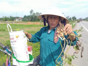 Nghệ An: Lạc đang xanh lá củ đã mọc mầm, nông dân điêu đứng