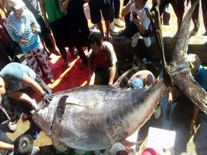 Khánh Hòa: Bắt được cá ngừ đại dương khổng lồ nặng gần 4 tạ