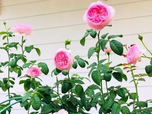 MC Quyền Linh có vườn hồng trăm gốc đẹp phát hờn
