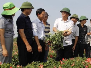 Chủ tịch UBND tỉnh Quảng Trị lội ruộng xem loài sâm Bố Chính