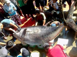Đáng tiếc: Bắt được cá ngừ vây vàng khổng lồ hiếm có, lại bán quá rẻ