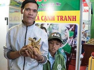 Quảng Nam: Từ làm thuê thành ông chủ vườn sâm hàng chục tỷ