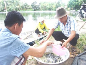 Lỗ liểng xiểng, nông dân ương cá tra giống ngậm ngùi lấp ao