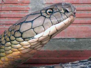 Tin mới về nơi thả cặp rắn hổ mang chúa ở An Giang: Sẽ giữ bí mật