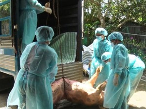 NÓNG: Dịch tả lợn châu Phi chính thức tấn công Cần Thơ với 3 ổ dịch