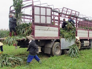 Trồng ngô sinh khối 1 năm làm 3-4 vụ, nhàn mà có thu nhập khá